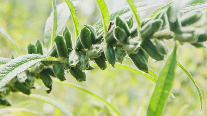 芝麻种植基地