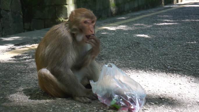 黔灵山猴子  猴子吃东西 公园猴子