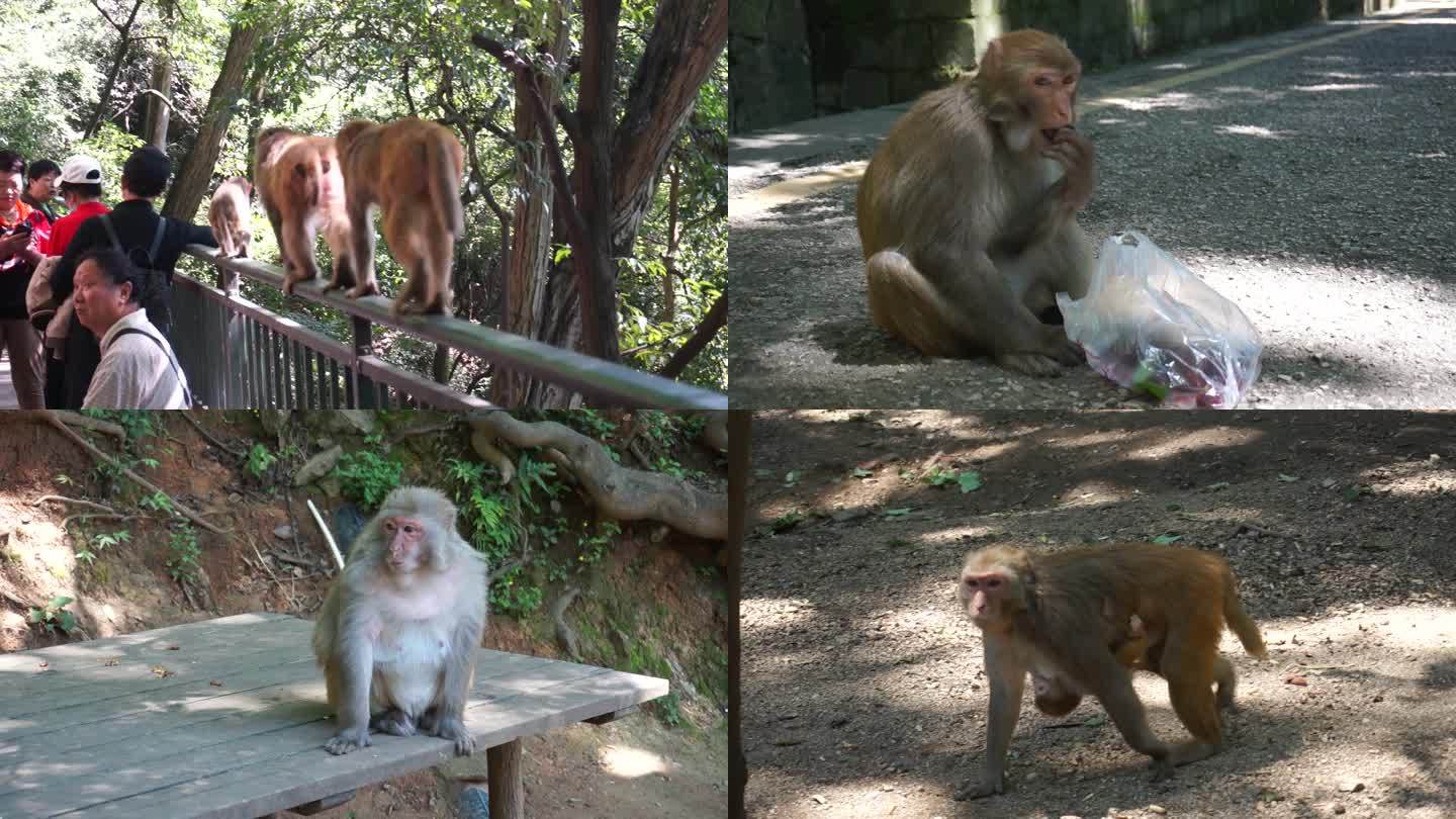 黔灵山猴子  猴子吃东西 公园猴子