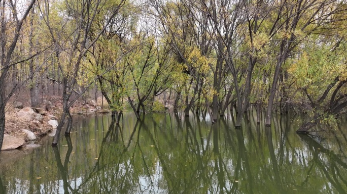 水面树木航拍视频无人机穿越水上树林倒影