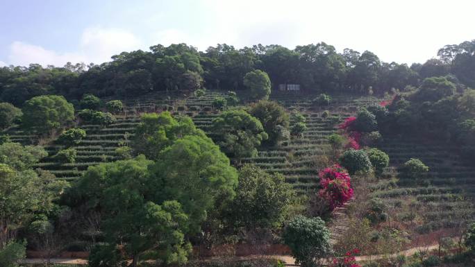 泉州清源山茶山航拍安溪铁观音茶园