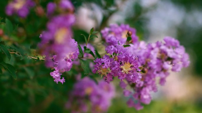 紫薇花树