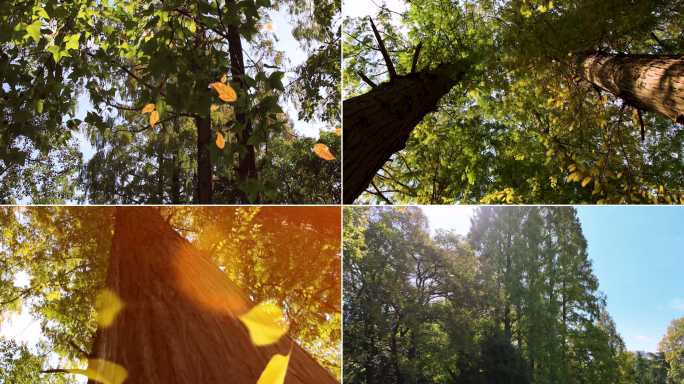 秋天落叶阳光照射高大的树木仰拍清新自然
