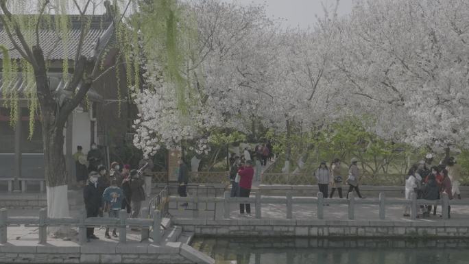 航拍 济南 五龙潭 春日浪漫樱花