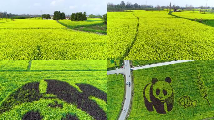 四川油菜花熊猫图案粮油产业园航拍