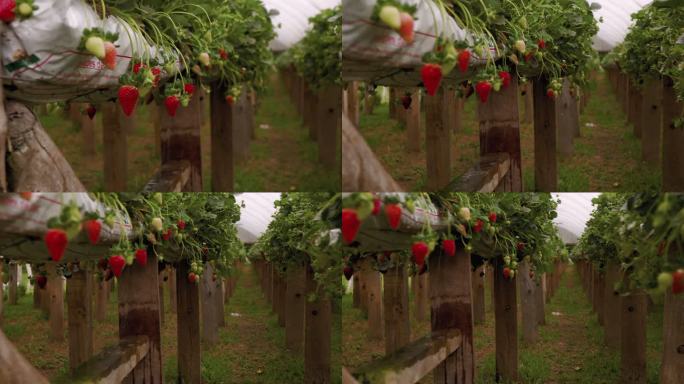 在有机农场里，悬挂在草莓植株上的浇水成熟的草莓