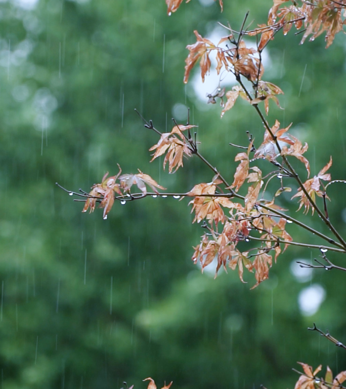 竖屏下雨天雨落树叶唯美雨滴清新小雨古风