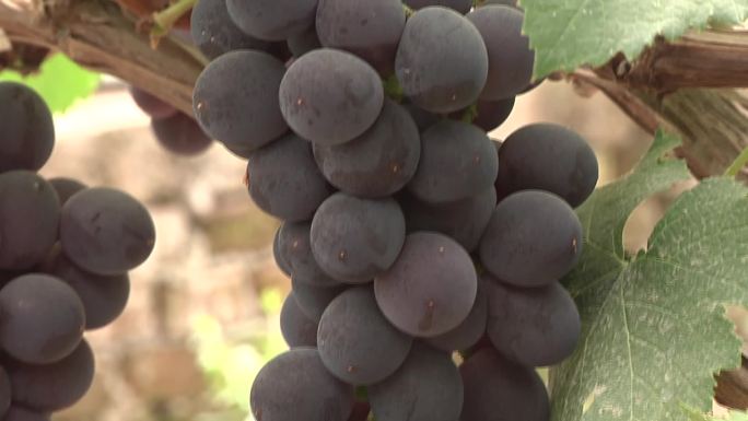 葡萄 葡萄种植 各种葡萄 葡萄栽培