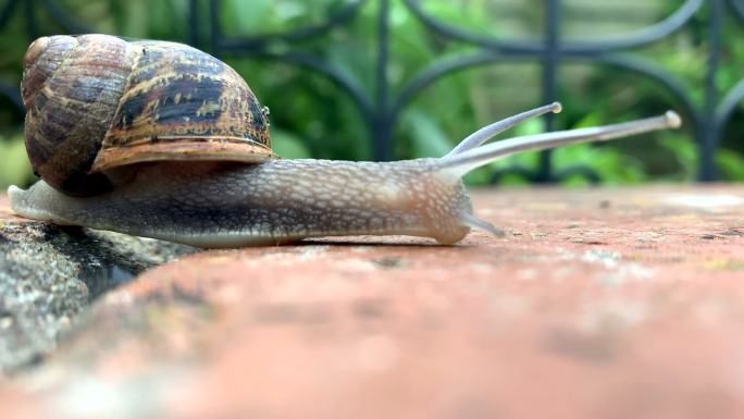 普通花园蜗牛雨后花园蜗牛爬行微观世界