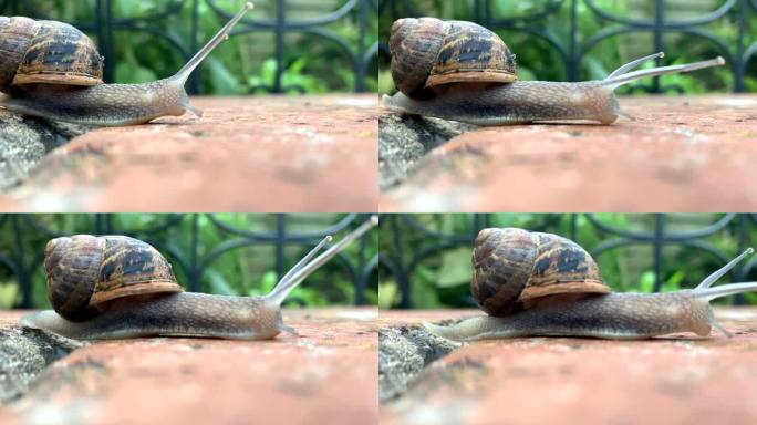 普通花园蜗牛雨后花园蜗牛爬行微观世界
