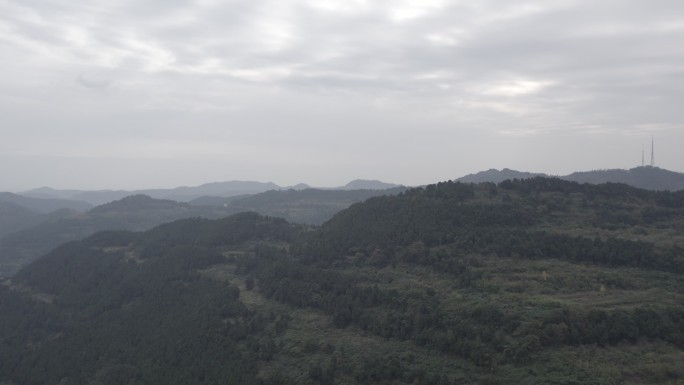龙泉山龙泉第一眼繁华生态环境小森林