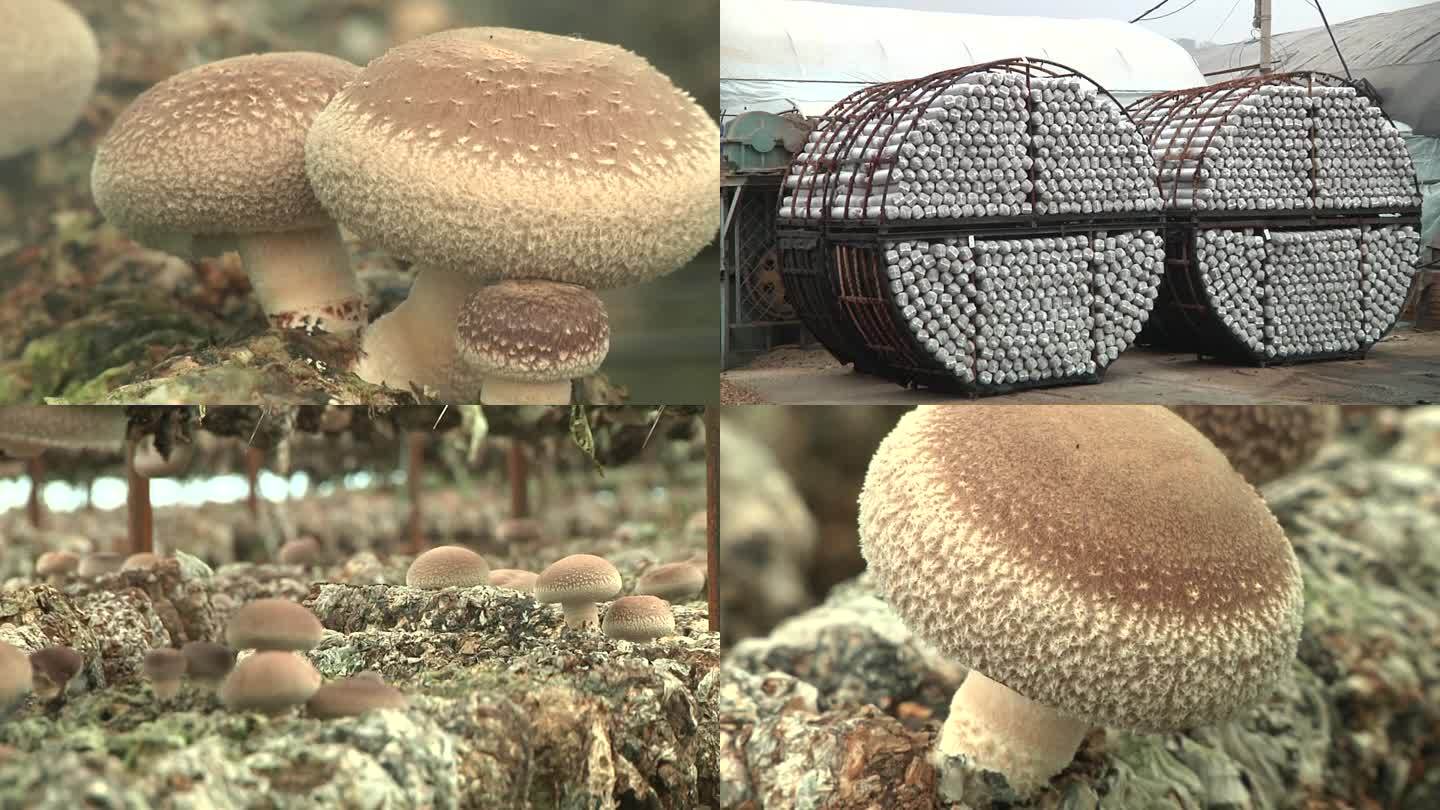 香菇 香菇种植 食用菌