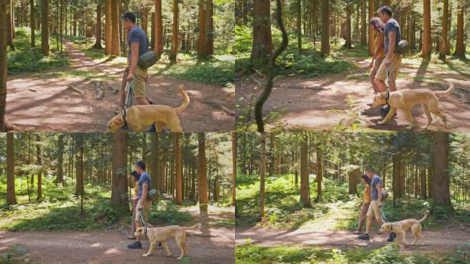 TS夫妇遛狗穿过森林并交谈