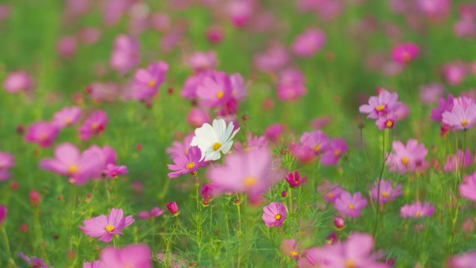 格桑花花海园林绿化花卉植物绿色环保