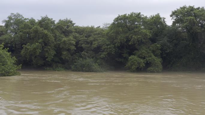 航拍河流涨大水 洪水 水灾 自然灾害