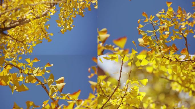 秋天黄色银杏