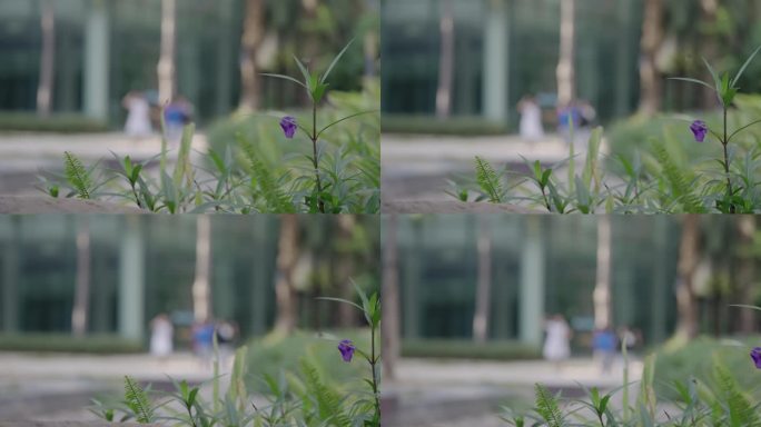 4K升格拍摄园林小蝴蝶在小花边飞舞