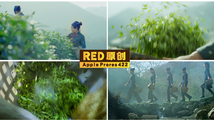 「RED拍摄」茶文化一组高山茶农采茶