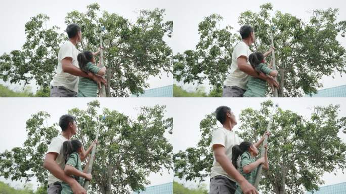 亚洲小女孩和她的父亲一起用长木棍上的水果采摘篮在树上摘芒果，玩得很开心。