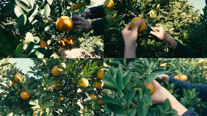果园丰收哀牢山冰糖橙采摘，视频素材