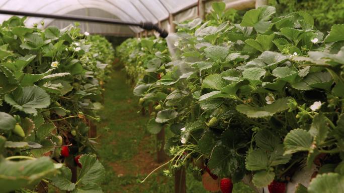 温室内草莓植株所施用的营养素