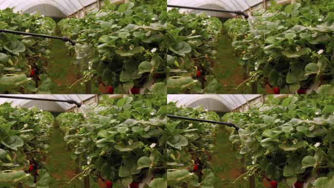 温室内草莓植株所施用的营养素