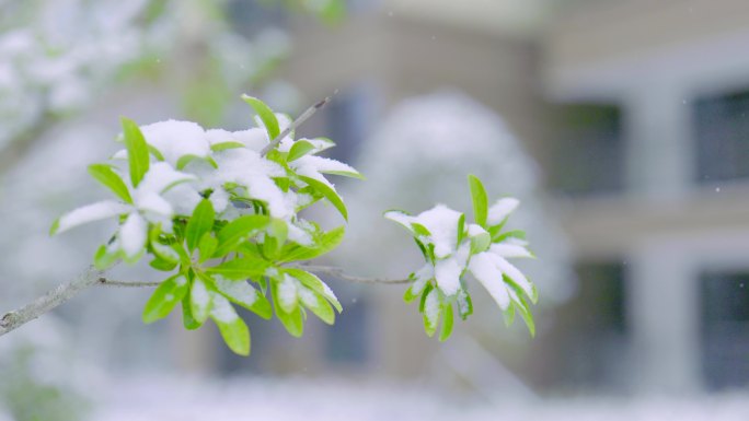 白雪落在植物上