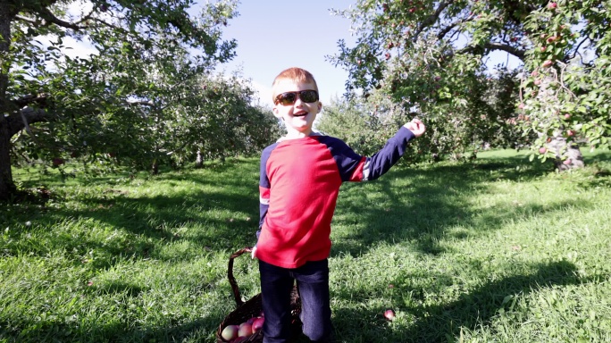 可爱的红发男孩秋天在果园摘苹果