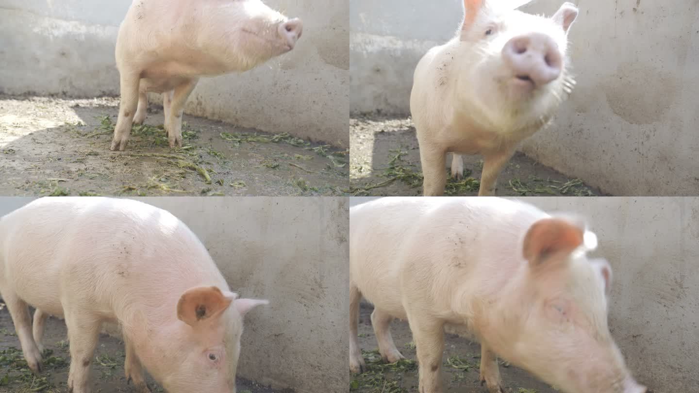 农场里的猪养殖业五花肉农村
