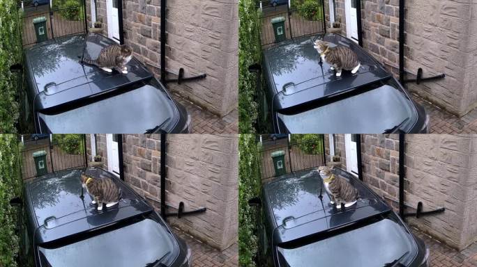 顽皮的小猫在车顶玩耍，嚼着天线