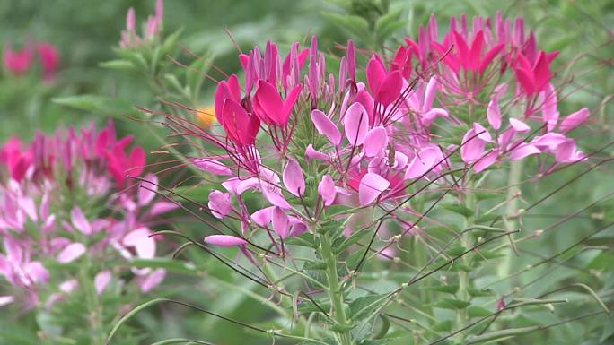 花 鲜花 花海