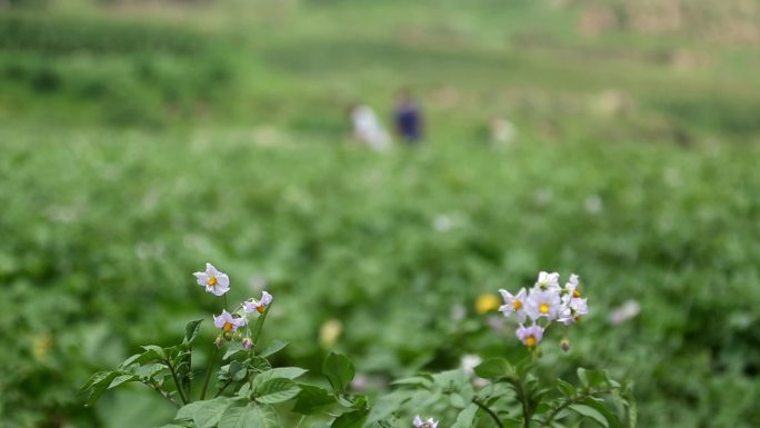 土豆花花