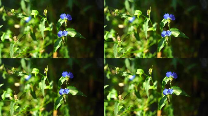 鸭跖草蓝色花朵草本植物