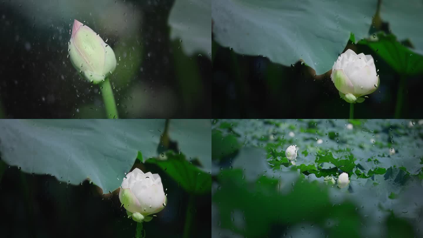 雨中的荷花 荷塘雨景 雨中荷塘