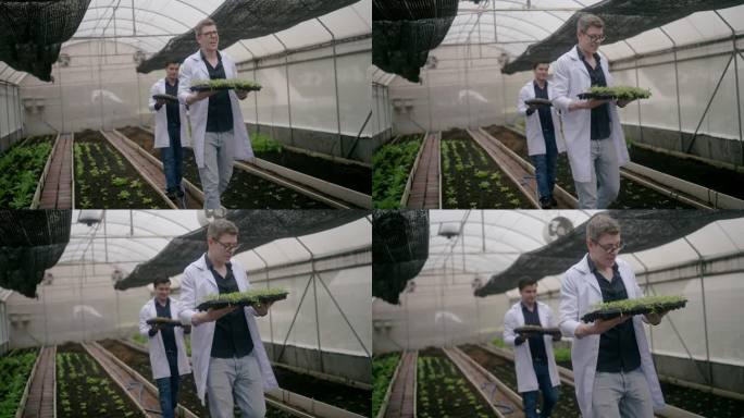 植物研究人员把植物放在温室里。