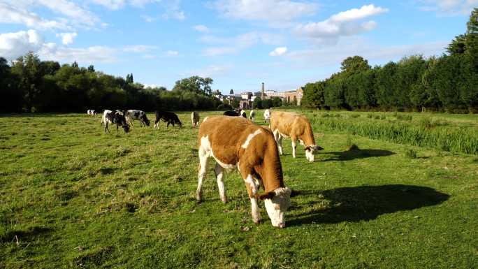 晴朗的一天，奶牛在草地上吃草