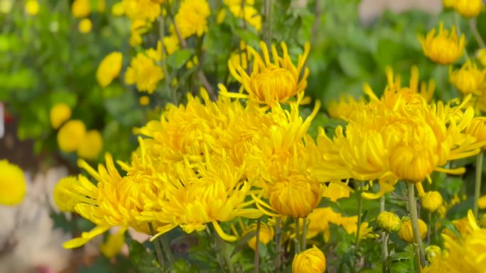 各种菊花、绣球菊花、菊花绽放 06