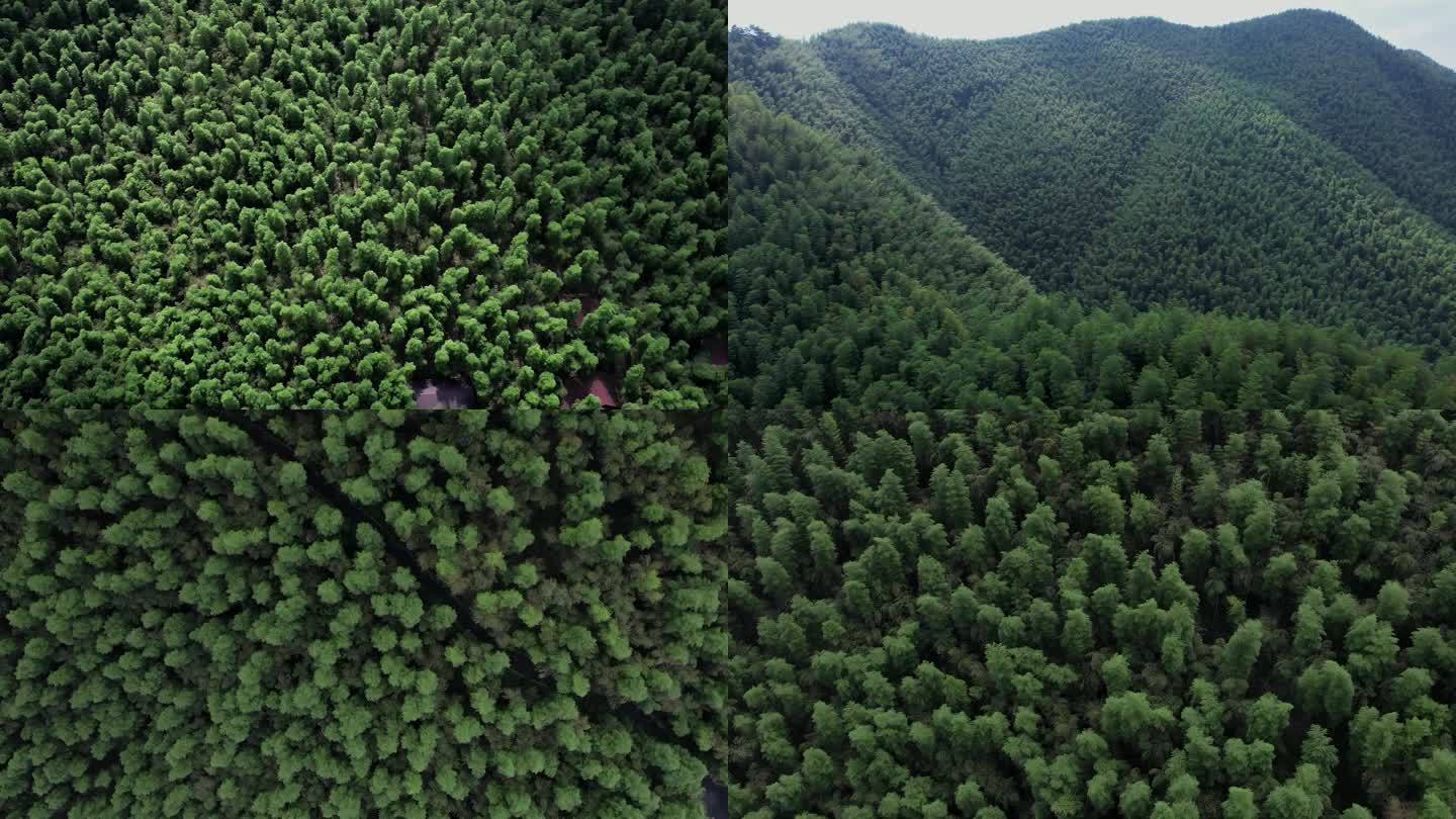 竹林 林海航拍