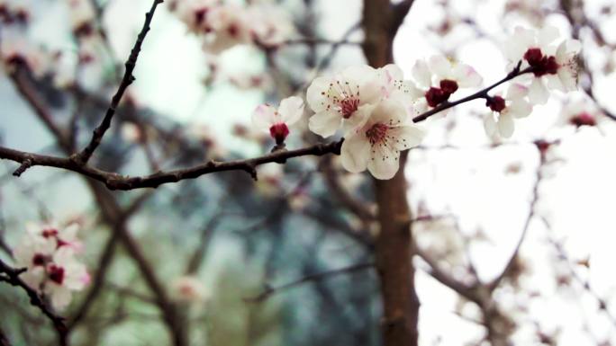 樱花樱树冬梅祈福盛开