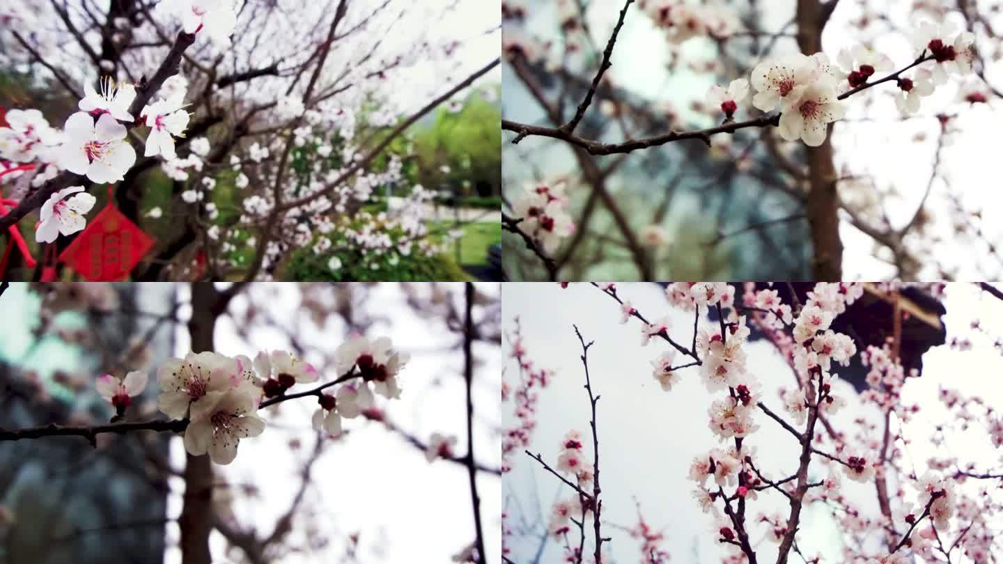 樱花樱树冬梅祈福盛开