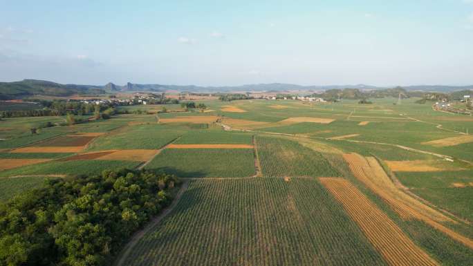 中国广西甘蔗种植园鸟瞰图