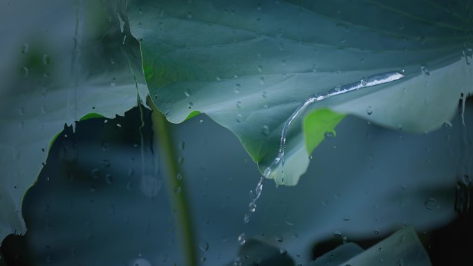 雨滴落在荷叶上 荷叶上流动的水珠