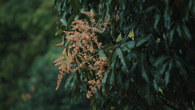 芒果树芒果花