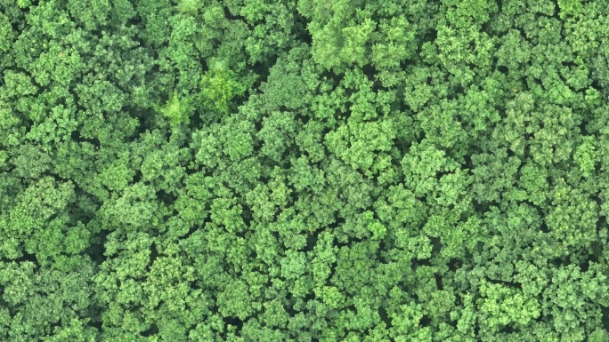 湿地，树林航拍空镜