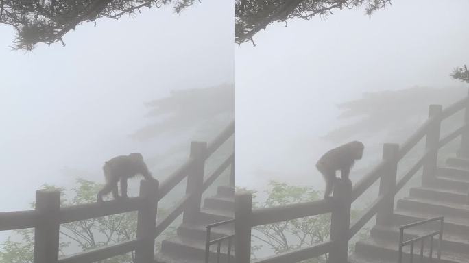中国黄山的猴子大雾