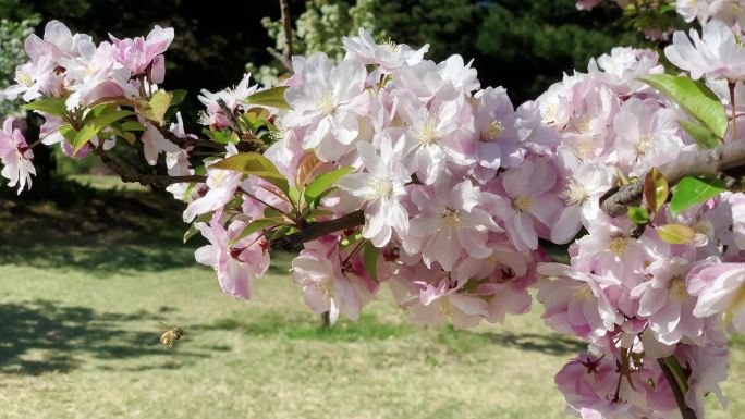 山桃花