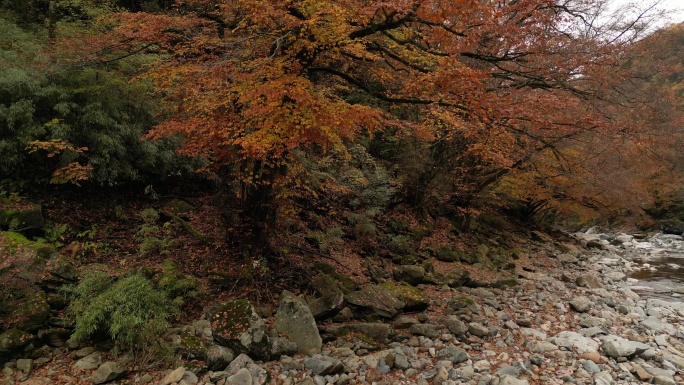 四川光雾山秋季红叶阴天环绕航拍