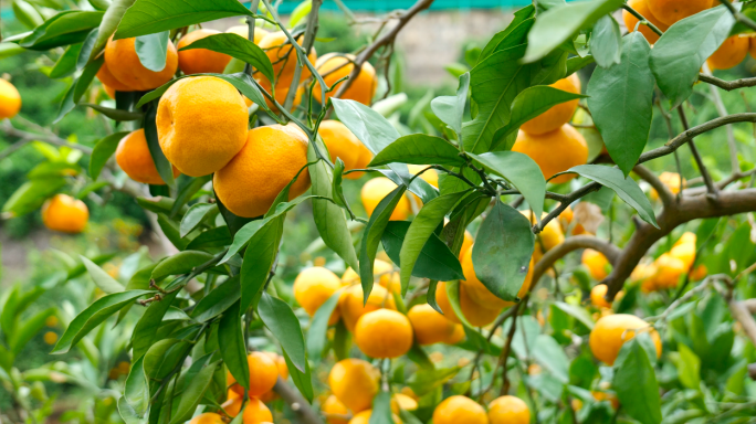 果园采摘橘子橙子