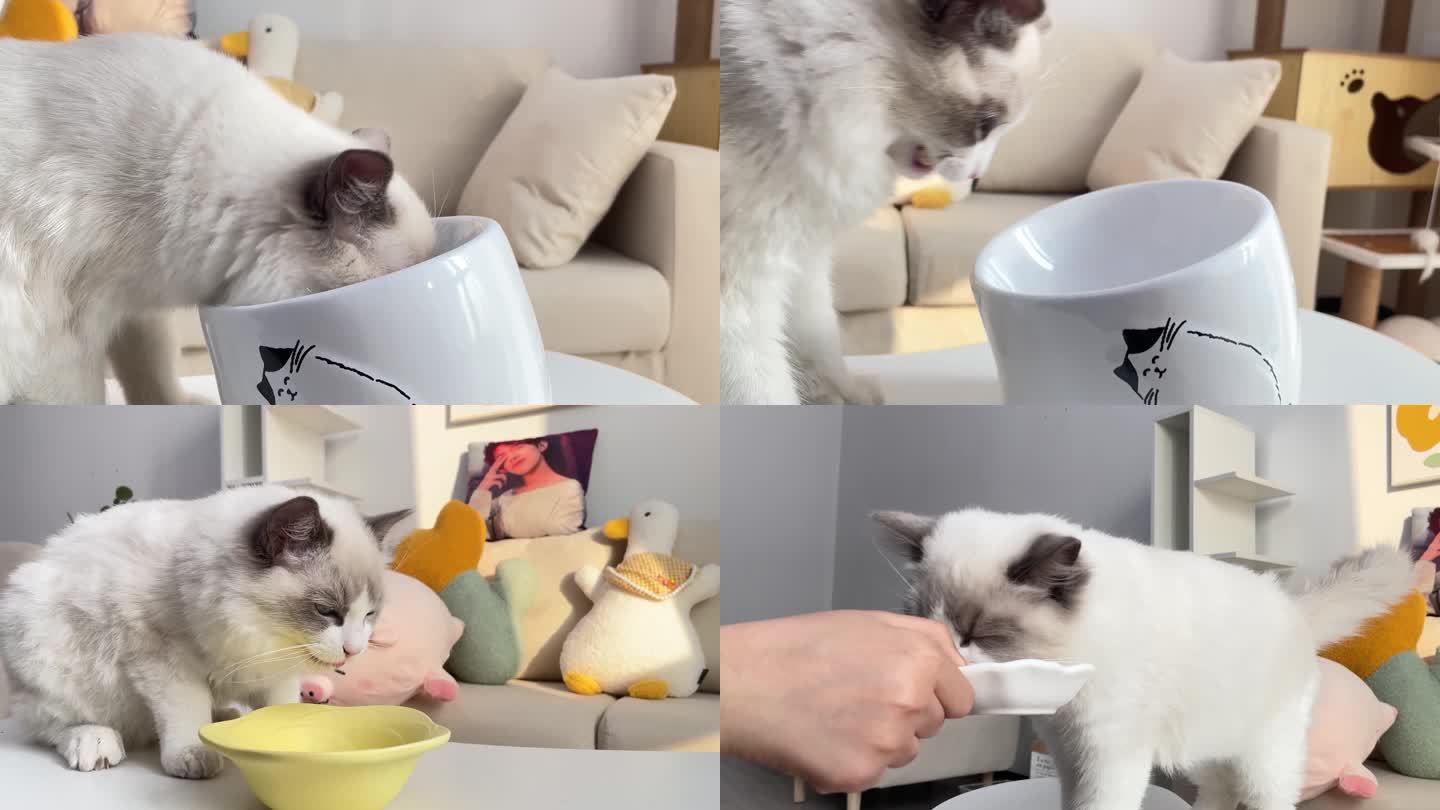 《18》布偶猫吃猫粮