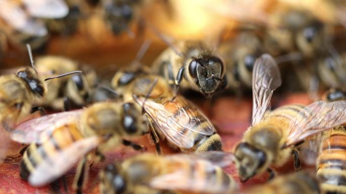 蜂箱顶部的蜜蜂蜂王胶马蜂农副产品